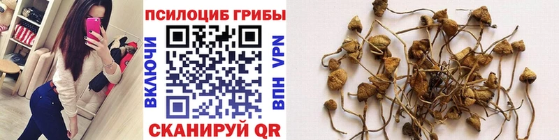 где купить   Пролетарск  Галлюциногенные грибы Psilocybe 